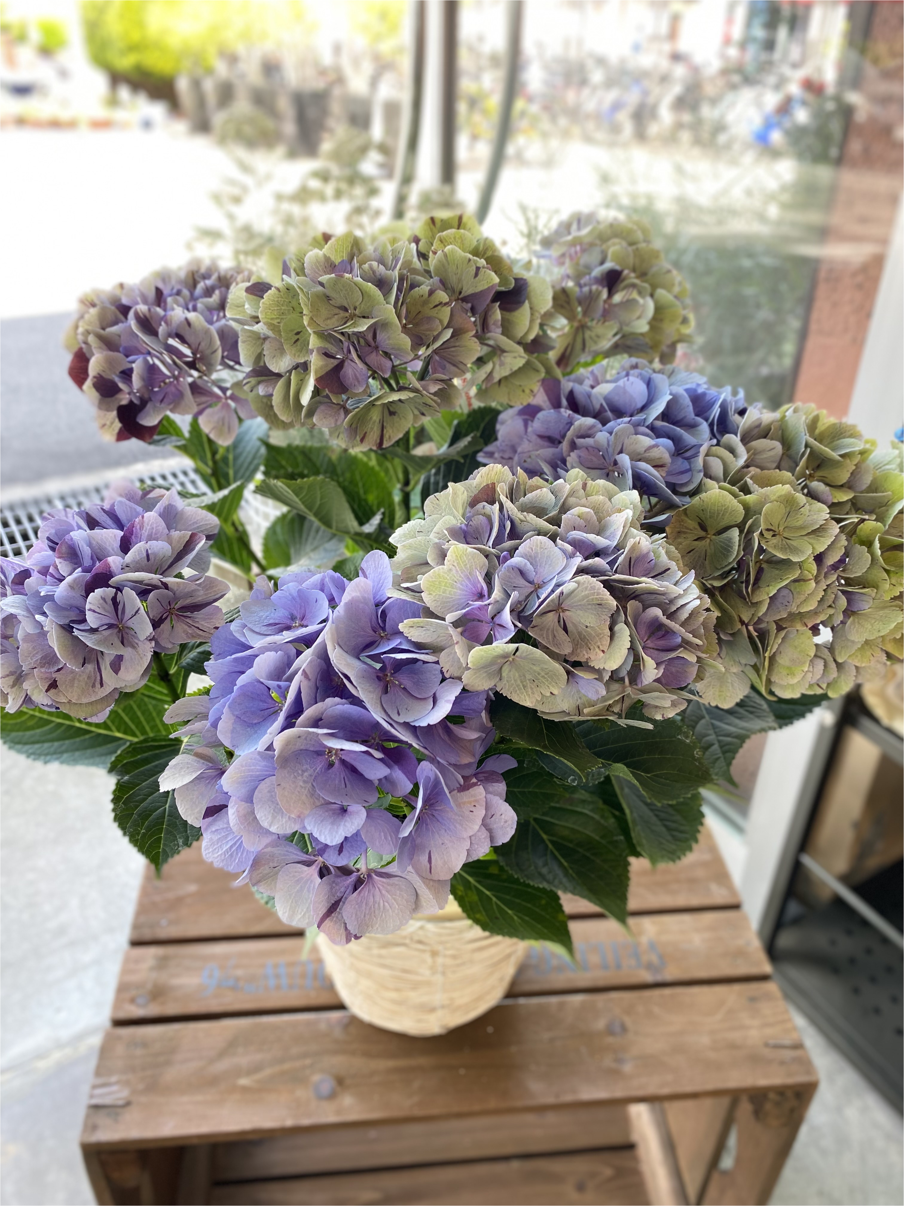 ★母の日5/8～5/10期間お届け★【m010】あじさい 「舞姫　秋色ブルー」