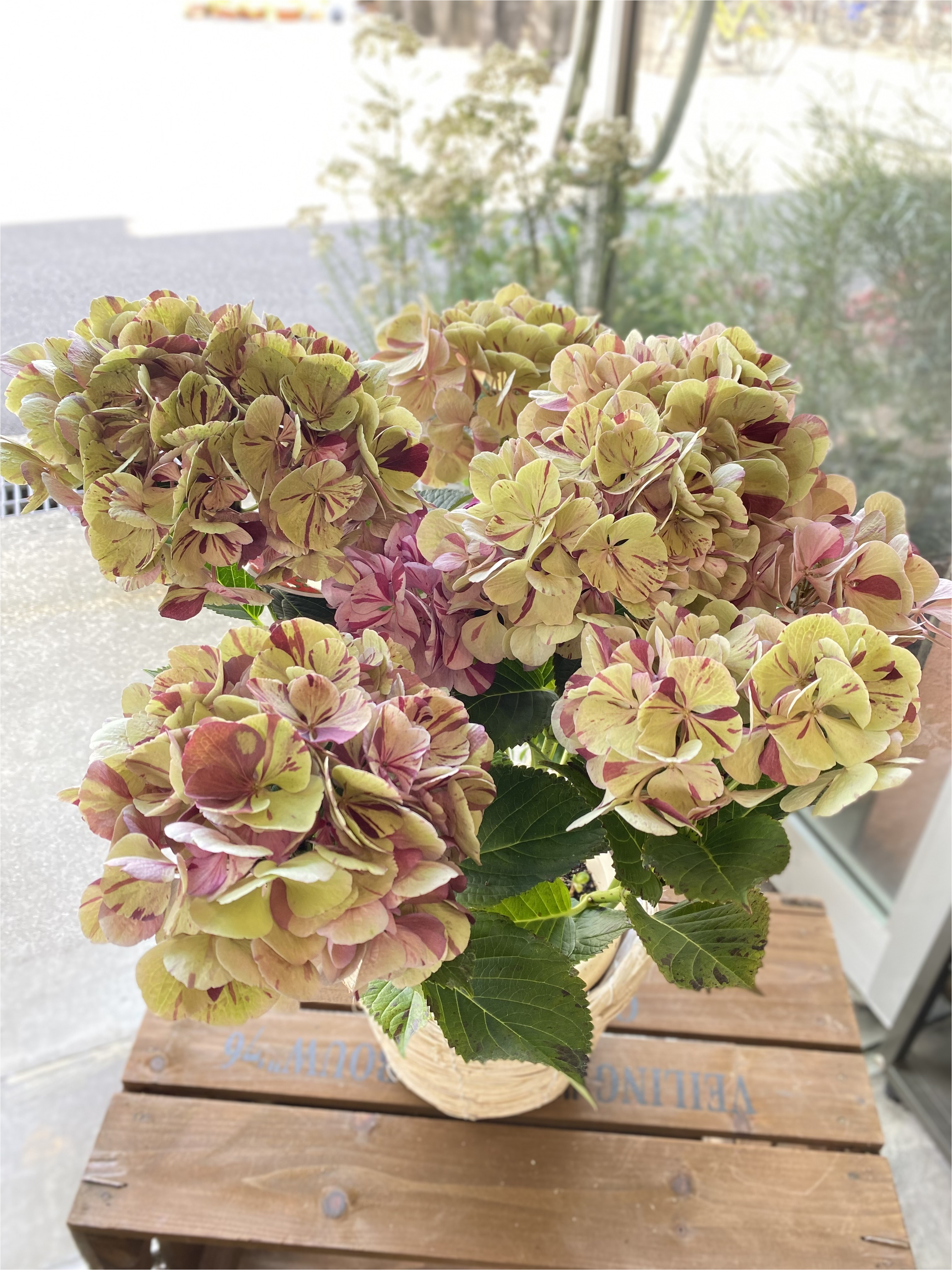 ★母の日5/8～5/10期間お届け★【m011】あじさい 「舞姫　秋色ピンク」