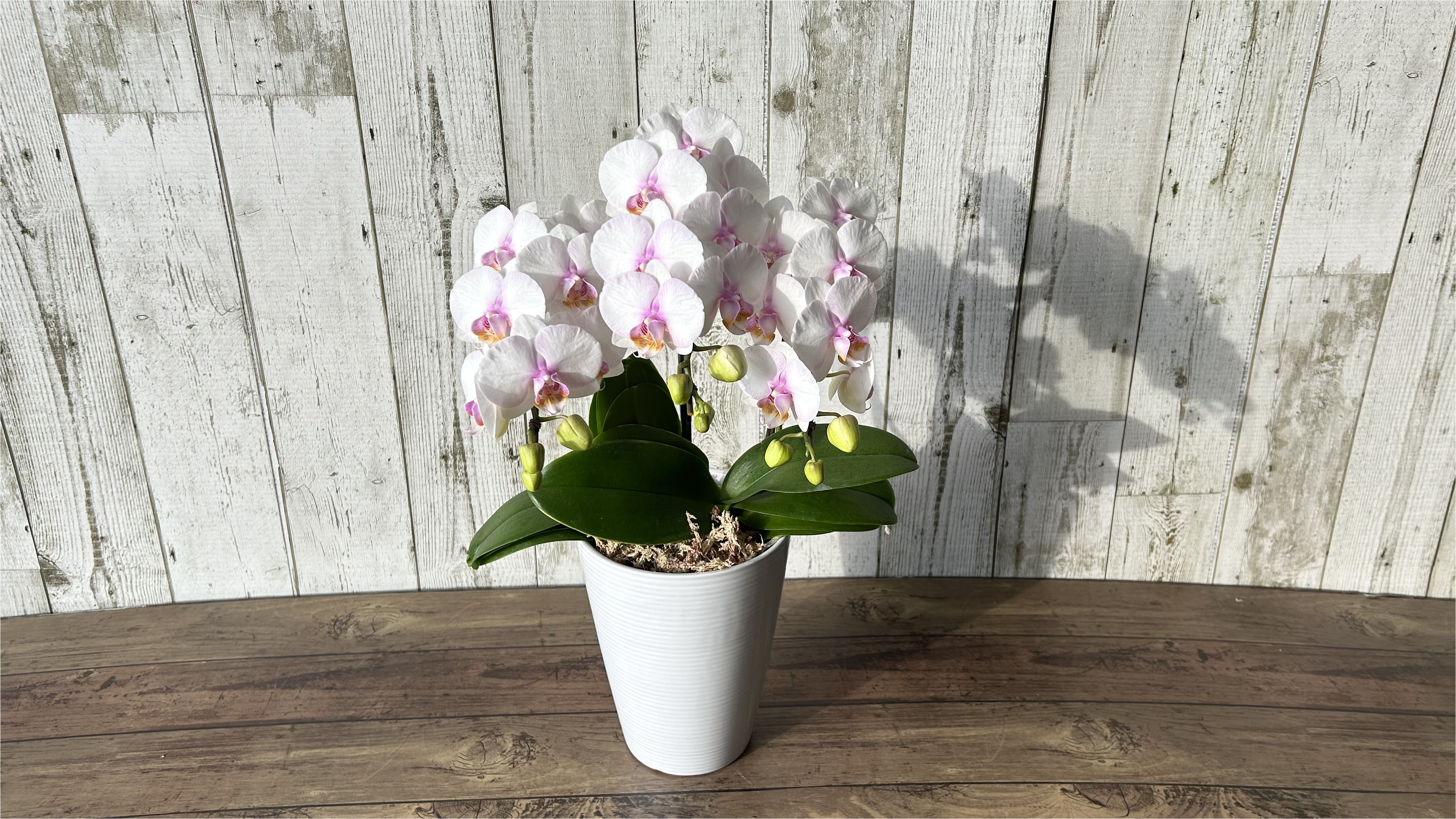 ★母の日5/8～5/10期間お届け★【m012】ミディ胡蝶蘭3本立ち 「カリーナ」