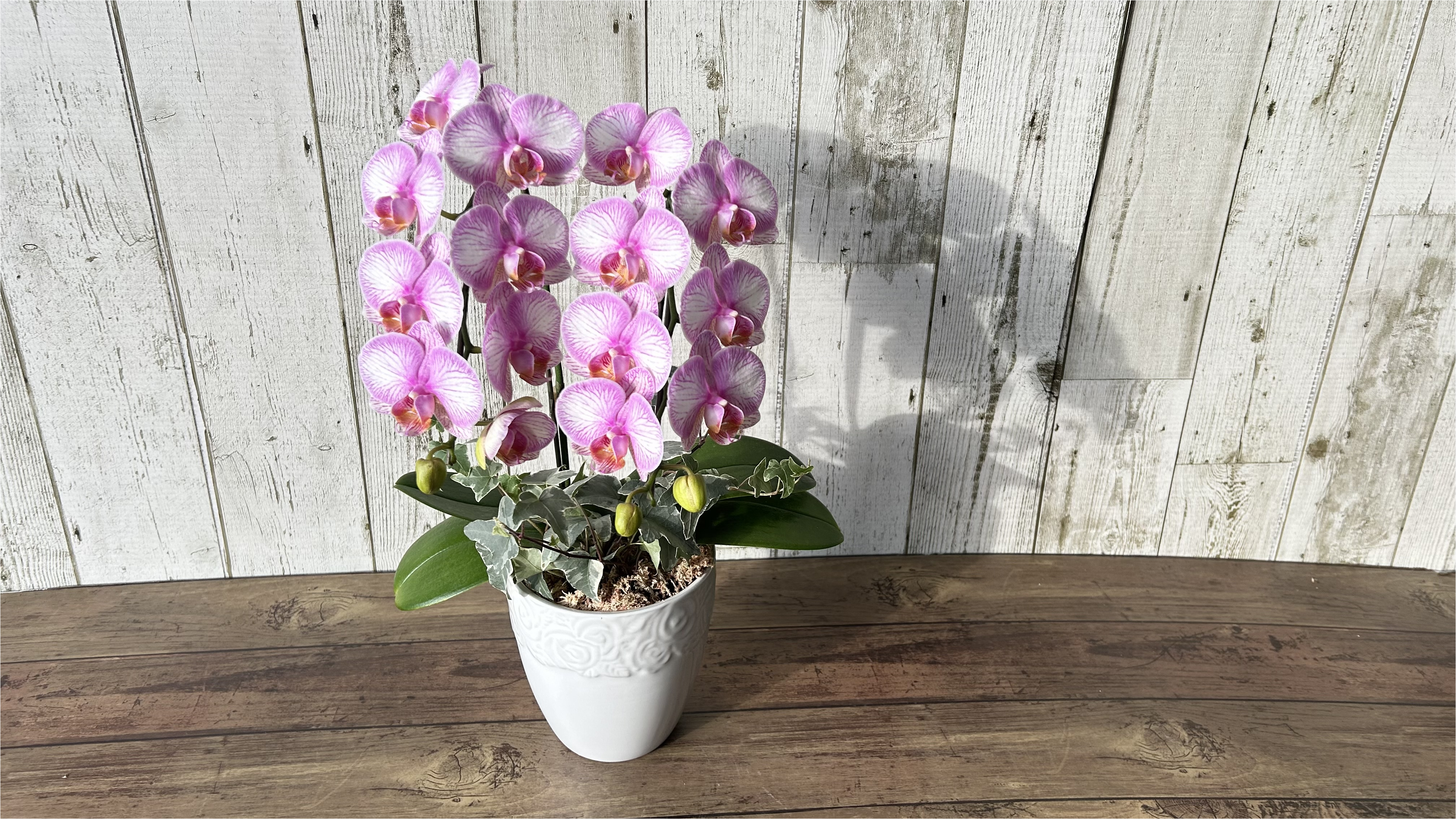 ★母の日5/8～5/10期間お届け★【m013】ミディ胡蝶蘭2本立ち 「ラブリーエフェクト　アイビー入り」