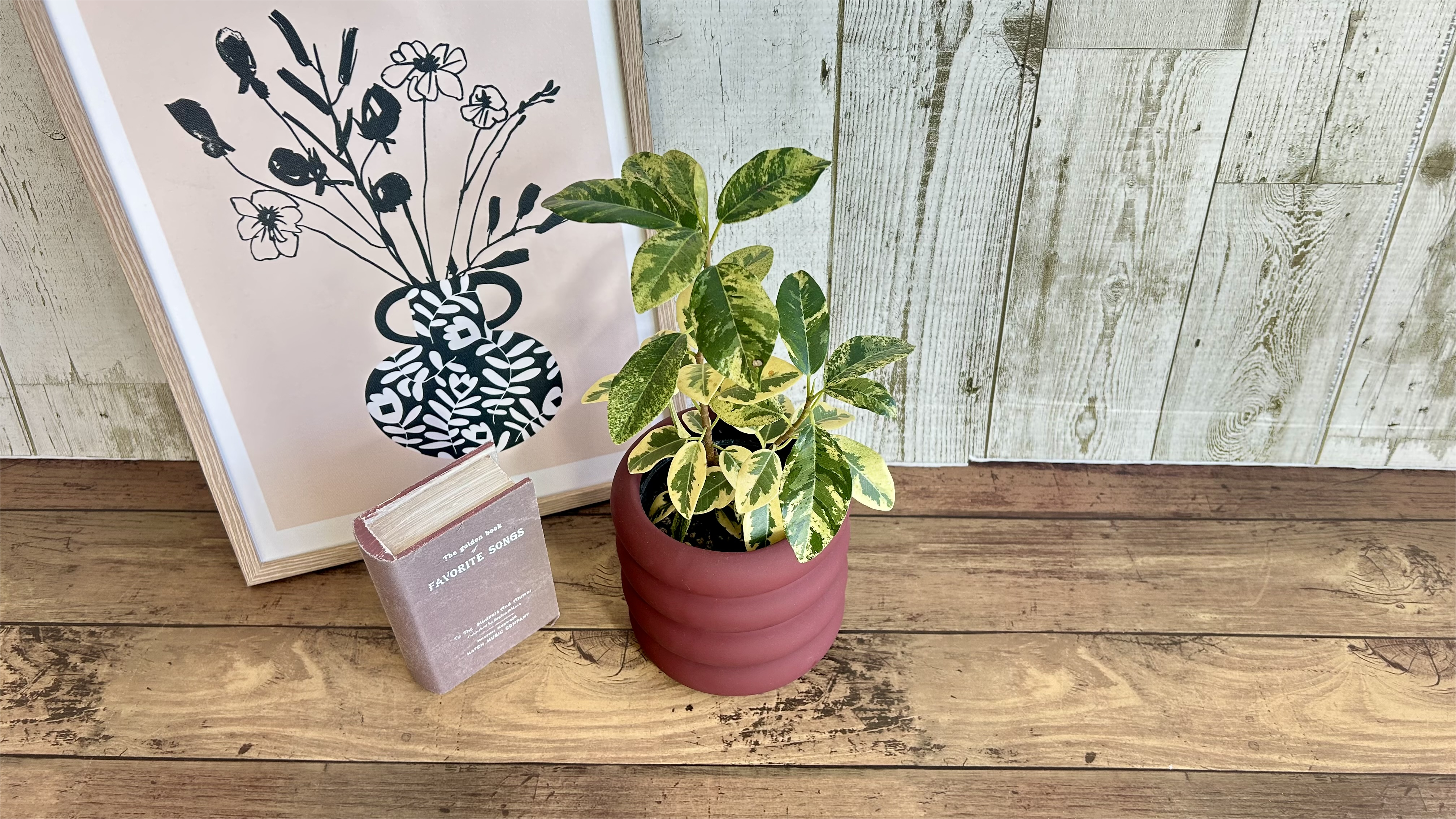 ★母の日5/8～5/10期間お届け★【m014】観葉植物 「フランスゴム　陶器鉢」